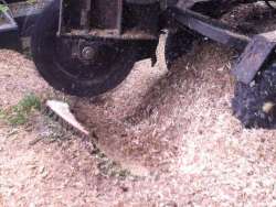 Bomen rooien Buggenum